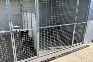 whitton moor farm kennels