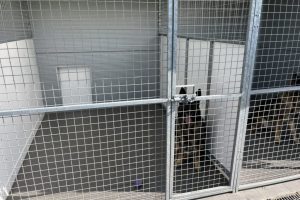whitton moor farm kennels