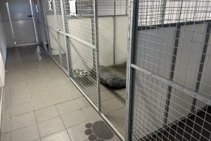 whitton moor farm kennels
