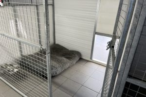 whitton moor farm kennels