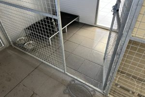 whitton moor farm kennels