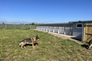 whitton moor farm kennels